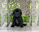 Puppy Onyx Cavapoo