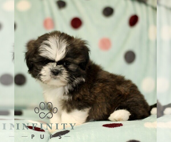 Medium Photo #3 Shih Tzu Puppy For Sale in BIRD IN HAND, PA, USA