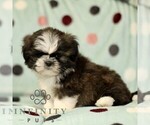Small #2 Shih Tzu
