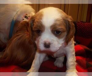 Cavalier King Charles Spaniel Puppy for sale in DALLAS, TX, USA