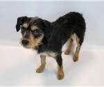 Small #1 Colonial Cocker Spaniel Mix