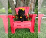 Small #3 Poodle (Toy)