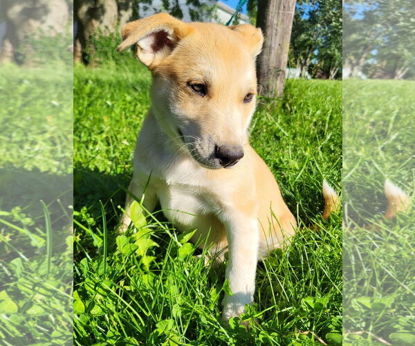 Medium Photo #1 Goberian Puppy For Sale in Germantown, OH, USA