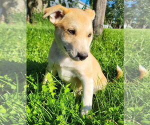 Goberian Dogs for adoption in Germantown, OH, USA