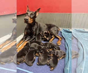 Doberman Pinscher Puppy for sale in NEWTON, NC, USA