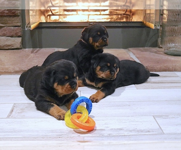 Medium Photo #5 Rottweiler Puppy For Sale in FONTANA, CA, USA