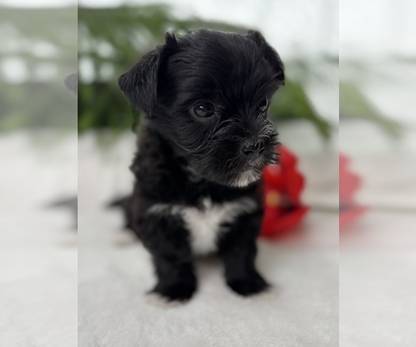 Medium Photo #11 Morkie Puppy For Sale in ROCK STREAM, NY, USA