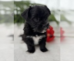 Small #10 Morkie