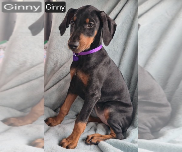 Medium Photo #7 Doberman Pinscher Puppy For Sale in POMEROY, OH, USA