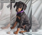 Small #6 Doberman Pinscher