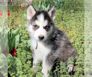 Siberian Husky Dogs for adoption in Omaha, NE, USA