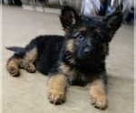 Small #1 German Shepherd Dog