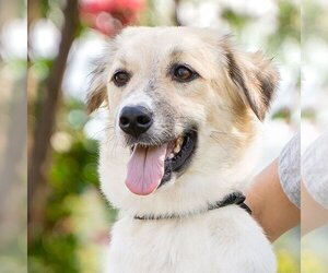 Dwayne - Male Mutt Dog for Adoption - Photo #4