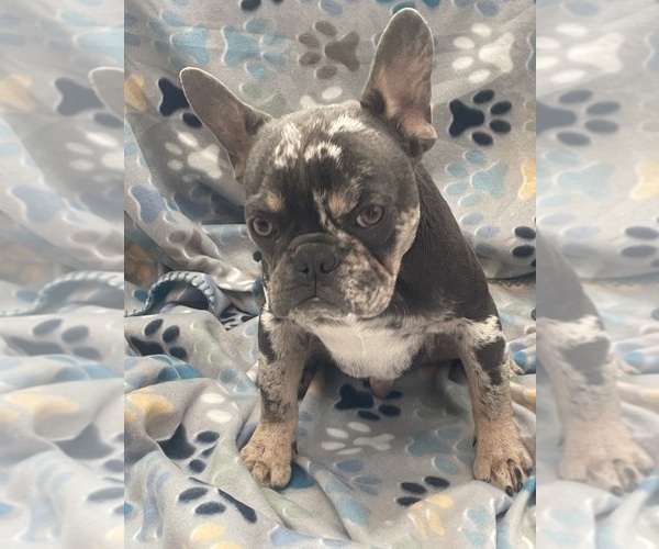 Medium Photo #5 French Bulldog Puppy For Sale in PHOENIX, AZ, USA