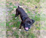 Small #1 Boxer