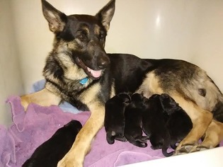 German Shepherd Dog Puppy for sale in COOPERSTOWN, NY, USA
