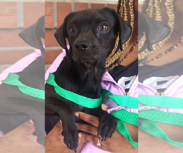 Medium Photo #2 Chiweenie Puppy For Sale in Carrollton, TX, USA