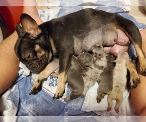 Mother of the French Bulldog puppies born on 09/14/2021