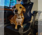 Small #4 Doxle