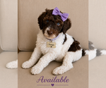 Small #4 Bernedoodle (Miniature)