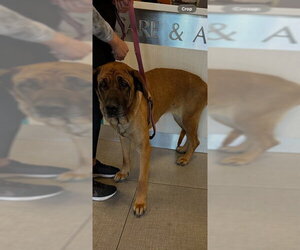 German Shepherd Dog-Mastiff Mix Dogs for adoption in Rancho Cucamonga, CA, USA