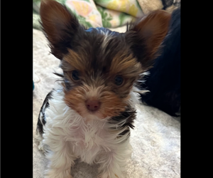 Yorkshire Terrier Puppy for sale in FORT WORTH, TX, USA