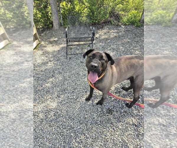Medium Photo #4 Mutt Puppy For Sale in Elmsford, NY, USA