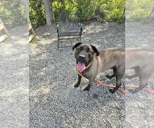 Roadster - Male Mutt Dog for Adoption - Photo #4