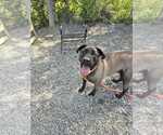 Small #3 Mutt