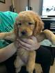 Small Photo #3 Goldendoodle Puppy For Sale in LOUISVILLE, KY, USA