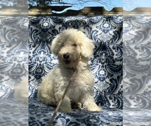 Poodle (Miniature) Dogs for adoption in HOPKINSVILLE/PRINCETON, KY, NH, USA