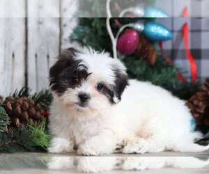 Zuchon Puppy for sale in MOUNT VERNON, OH, USA