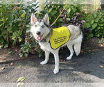 Small #19 Huskies  Mix