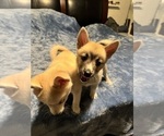 Small #74 Pomsky