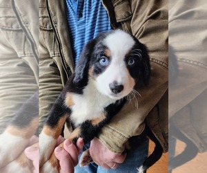 Bernedoodle-Miniature Australian Shepherd Mix Puppy for Sale in STAFFORD, Virginia USA