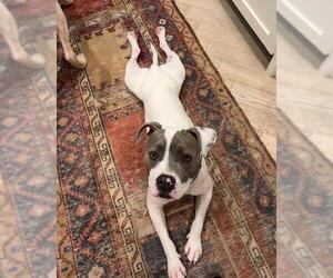 Mutt Dogs for adoption in Santa Barbara, CA, USA