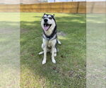 Small #8 Siberian Husky
