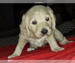 Small Photo #7 Labradoodle Puppy For Sale in ADRIAN, MO, USA