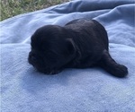 Small Photo #8 Shih Tzu Puppy For Sale in MILTON, FL, USA