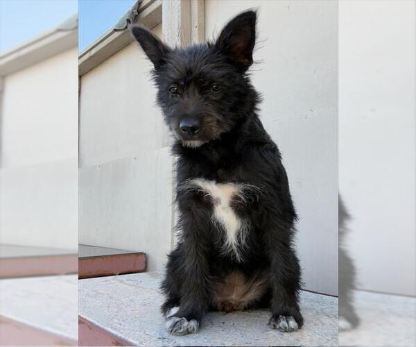 Medium Photo #1 Mutt Puppy For Sale in Santa Cruz, CA, USA
