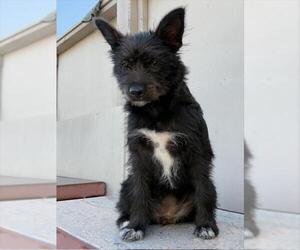 Mutt Dogs for adoption in Santa Cruz, CA, USA
