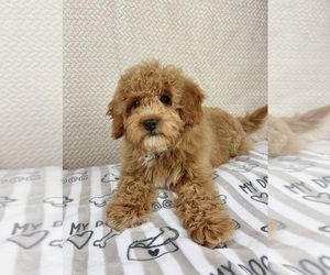 Goldendoodle mix (+ Poodle Miniature) Puppy for sale in INDIANAPOLIS, IN, USA