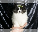 Small #5 Pomeranian