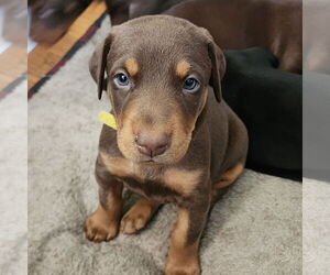 Doberman Pinscher Dogs for adoption in Buffalo, MN, USA