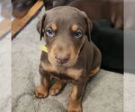 Small Doberman Pinscher