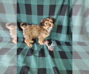 Shorkie Tzu Litter for sale in LAPEER, MI, USA