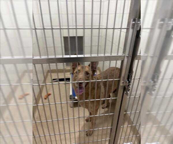 Medium Photo #1 German Shepherd Dog-Unknown Mix Puppy For Sale in Derwood, MD, USA