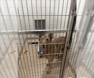 German Shepherd Dog-Unknown Mix Dogs for adoption in Derwood, MD, USA