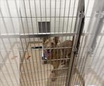 MAX - Male German Shepherd Dog-Unknown Mix Dog for Adoption - Small photo