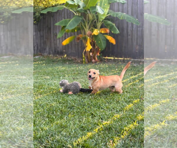 Medium Photo #5 Mutt Puppy For Sale in Gulfport, MI, USA